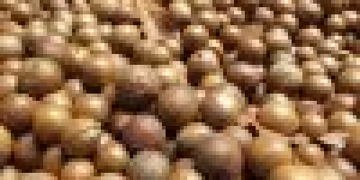 Macadamia Nuts Price: $4000 Per MT Foreign matter 0.5%