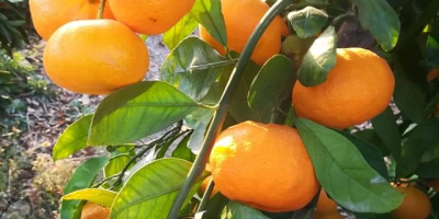 Satsuma tangerine. Premium. Delivery directly from the warehouse. for