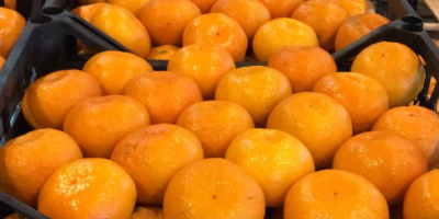Satsuma tangerine. Premium. Delivery directly from the warehouse. for