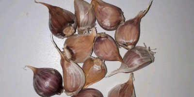 Fresh garlic of the Lyubasha variety. German cultivation! Lyubasha