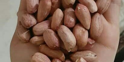 Sell very good quality peanuts.