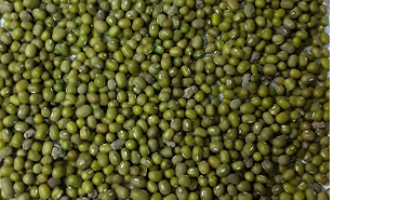 Sell mung bean sorted and cleaned