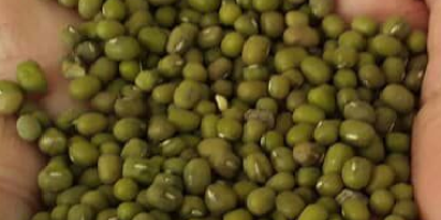 Sell mung bean sorted and cleaned