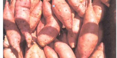 I offer Egyptian sweet potatoes. The highest quality. All