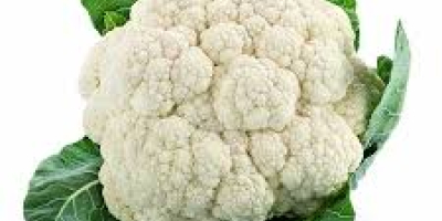 I will buy cauliflower - large amounts to Naples,