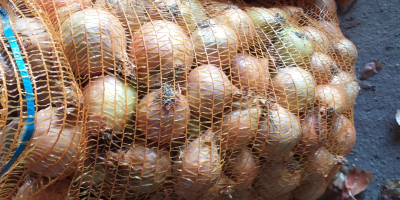 I will sell onions over 4.5 cm, 15 kg