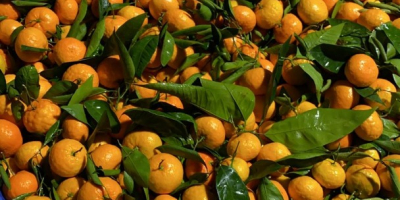 Mandarins [Oronules, Primasol, Clemenules] grade 1, calibration 2/3/4. Very