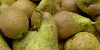 &quot;Conference&quot; pear juicy, very tasty. Packing and calibration at