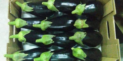 Eggplant very tasty, perfectly colored. Packing and calibration at