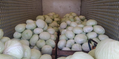 I will sell white cabbage, Agressor variety. For more