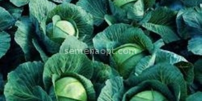 White cabbage . Tobia f1 hibrid