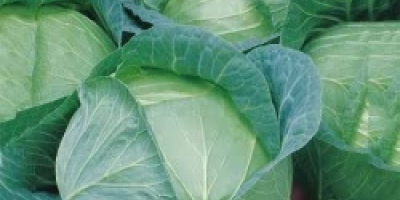 White cabbage . Tobia f1 hibrid