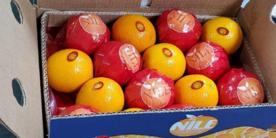 Fresh Navel Oranges for sale from egypt We have