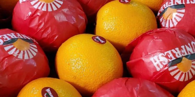 Fresh Navel Oranges for sale from egypt We have