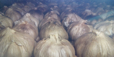 Fermented black garlic production, own line, refined + 20%