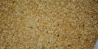 We sell: Yellow millet Crop 2020 Ukrainian origin Quantity
