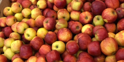 Apples from Poland varieties Jonagored ,Jonagold,Prince,Decosta,Gala,Najdared,Idared also we have