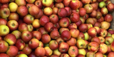 Apples from Poland varieties Jonagored ,Jonagold,Prince,Decosta,Gala,Najdared,Idared also we have