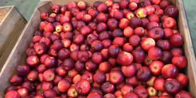 Apples from Poland varieties Jonagored ,Jonagold,Prince,Decosta,Gala,Najdared,Idared also we have
