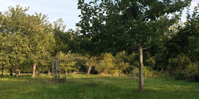 RO. Avem de vanzare produse bio Cartofi galbeni Cartofi