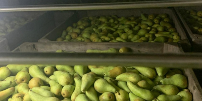 Fresh good quality pears from NL ,size 70+ most