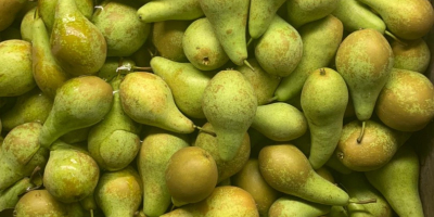 Fresh good quality pears from NL ,size 70+ most