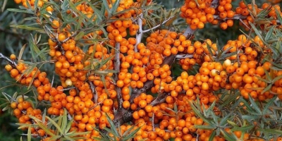 Selling High Quality Frozen Sea Buckthorn Berries from Romania.