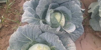 Fresh cabbage from Uzbekistan. WhatsApp +998933814146.