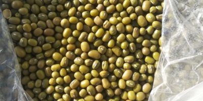 Mung beans from Uzbekistan are on sale. WhatsApp +998933814146