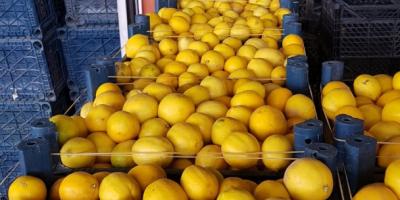 Verkauf in Tonnen von Früchten von 3 Qualitäten für