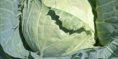 Cabbage variety pructor tender and very nice