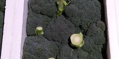 frisches Gemüse aus dem Iran