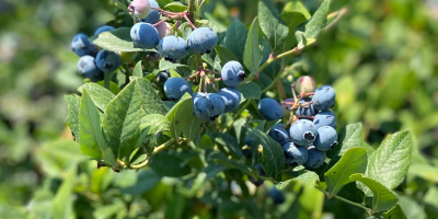 Blueberry Farm z Turcji. Sprzedajemy borówki i sadzonki na
