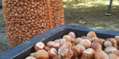 I will sell hazelnuts in an amount of about