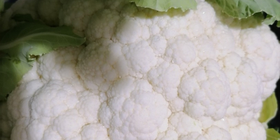 Excellent quality cauliflower from the North-Western part of Turkey.