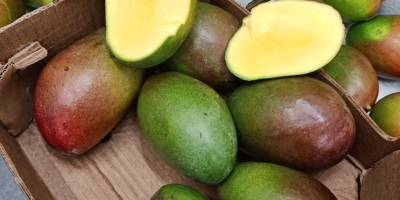 Hello, I have avocado and mango for sale, more
