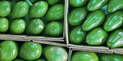 Avocado Semil 34 from Dominican Republic - Price FOB