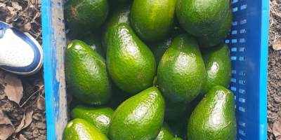 Avocado Semil 34 aus Dominikanische Republik - Preis FOB