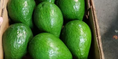 Avocado Semil 34 from Dominican Republic - Price FOB