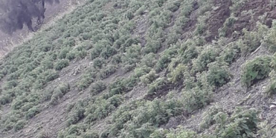 Hochwertiger 100% biologischer Oregano aus Marokko, unter natürlichen Bedingungen