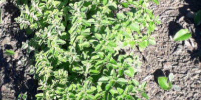 high quality 100% biologic oregano from morocco,grown in natural
