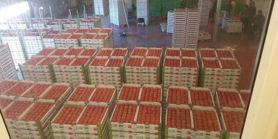 Dear Customer! We offer high-quality and delicios tomatoes. We