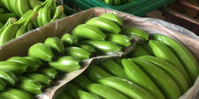 We sale bananas and different types of fruit for