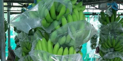 Wir verkaufen Bananen und verschiedene Obstsorten für weitere Anfragen