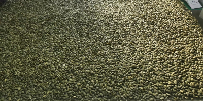 Vindem miez de semințe de dovleac, origine China, plată