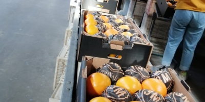 Oranges: Navel type Country of origin: Egypt Category: 1