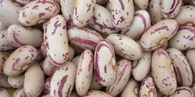 Fresh harvest green mung beans, kidney beans for export