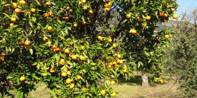 Mandarine și mandarine ecologice de vândut de la o