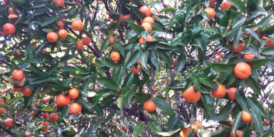 Mandarine și mandarine ecologice de vândut de la o