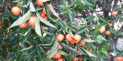 Ecological tangerines and mandarines to sell from a bio